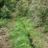 Plants: image 27 Of 208 Thumb